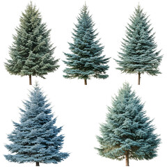 A set of four Picea pungens Colorado Blue Green Spruce trees arranged neatly, each tree exhibiting a distinct shade of blue-green, isolated on a transparent background for use in design (8)