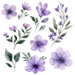 Fototapeta premium A set of hand-drawn watercolor flowers, featuring a soft purple hue and natural green leaves, isolated on a transparent background