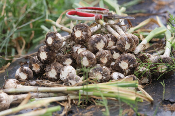 収穫中のニンニク