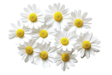 Obraz premium A Bouquet of Delicate White Daisies with Yellow Centers Against a Black Background: A Stunning Close-up Floral Photograph