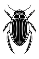 Water Beetles Order Coleoptera