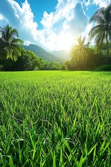 Lush green rice paddy under a vibrant sky