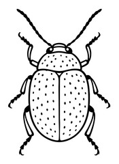 Leaf Beetles Order Coleoptera