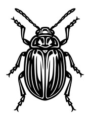 Leaf Beetles Order Coleoptera