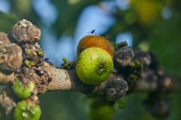 Close-up view of wet Fig fruit on branch