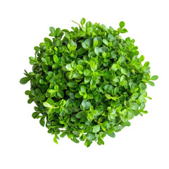 Green round foliage plant top view isolated on transparent background.
