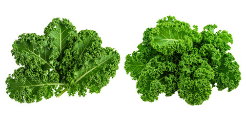  Fresh Raw Kale Leaves Isolated on Transparent Background PNG