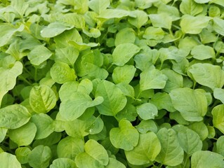 Close up of fresh green spinach in organic plant garden, vegetarian cuisine