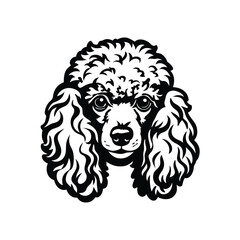 Obraz premium Poodle dog head isolated on a white background. Dog breed graphic