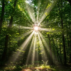 Obraz premium Sunbeams Streaming Through Lush Green Forest
