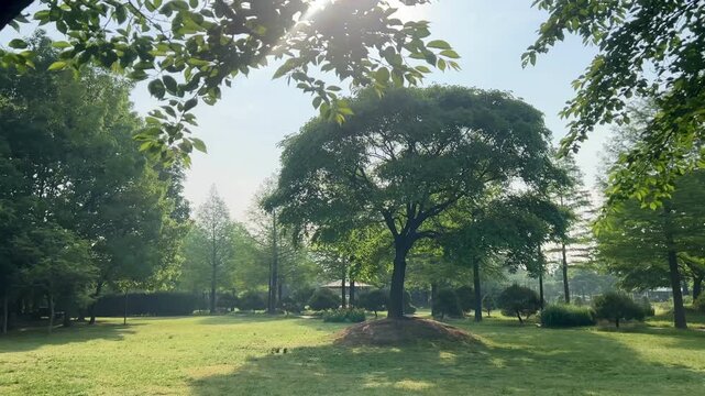 Sunlit Trees and Flowers in Nature Park