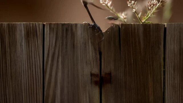 Close-up of a light gray mockingbird perched on a weathered wooden surface amidst blooming wildflowers, creating a peaceful nature scene.
