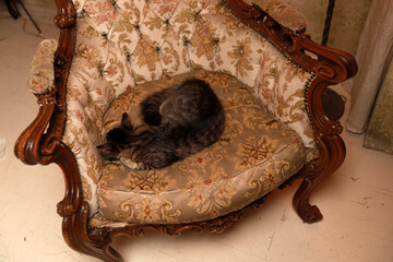 Grey cat slipping in vintage chair