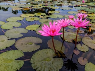 Beautiful blooming Nymphaea Rubra in a pond. This lotus is native to Sri Lanka, northeast India,...