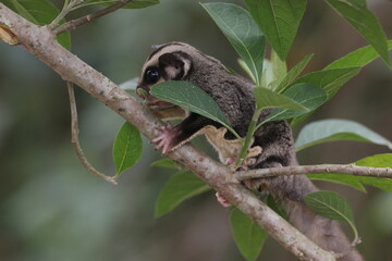 sugar glider, squirrel, flying squirrel, photo of a sugar glider happily perching on a tree