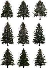 Obraz premium Evergreen Elegance: A Digital Arboretum