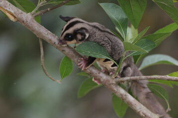 Obraz premium sugar glider, squirrel, flying squirrel, photo of a sugar glider happily perching on a tree