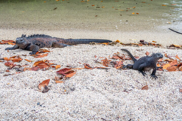 iguana at the beach in Ecuador