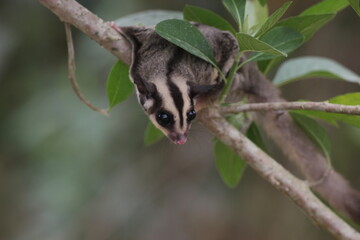 sugar glider, squirrel, flying squirrel, photo of a sugar glider happily perching on a tree