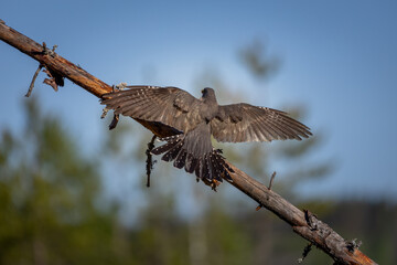 The Common Cuckoo is looking for rivals in its territory.