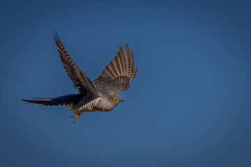 Obraz premium The Common Cuckoo is looking for rivals in its territory.