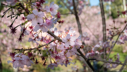 pink cherry blossom