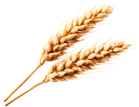 Two Wheat Stalks with Grains Isolated in a PNG Transparent Background Design