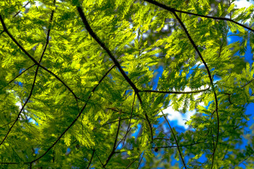 green leaves against blue sky