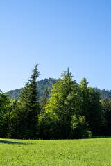 Meadow with forest trees and mountain in summer