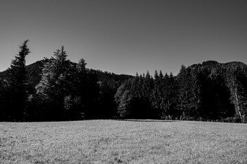 Black and white forest landscape with meadow and mountains