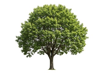 Emerald Canopy's Embrace