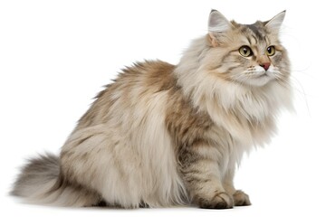 Obraz premium angora cat isolated