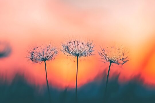 Three dandelion seed heads stand tall against the pastel colored sunset horizon and backdrop