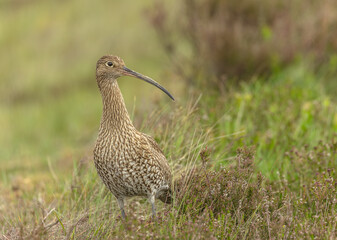Curlew, Scientific name: Numenius arquata.  Adult Curlew facing right in natural habitat on managed Grouse moorland, North Yorkshire Moors. Taken at distance with long lens from car window. Copy Space