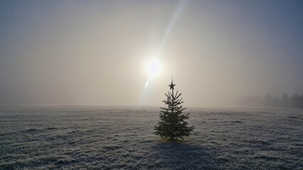 Small pine tree is standing in a field of snow. The sky is cloudy and the sun is shining through the clouds