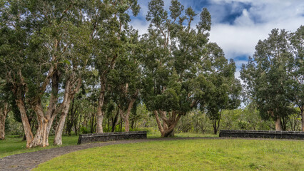 Obraz premium A grove of paperbark tree Melaleuca linariifolia in the park. Unusual trunks with exfoliating creamy-beige bark. Crowns against the sky and clouds. Green lawn, paved footpath, stone bench. Mauritius. 
