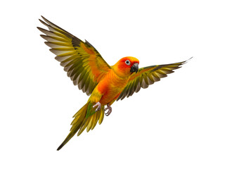 Fototapeta premium A vivid Sun Conure parrot in full flight, with wings fully spread and radiant feathers glowing in hues of orange, yellow, and green, isolated on a transparent background—ideal for wildlife projects, t