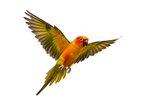 A vivid Sun Conure parrot in full flight, with wings fully spread and radiant feathers glowing in hues of orange, yellow, and green, isolated on a transparent background—ideal for wildlife projects, t