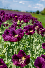 Obraz premium Flowering purple poppy seed flowers (Papaver somniferum). Agricultural field of opium poppy or breadseed poppy.