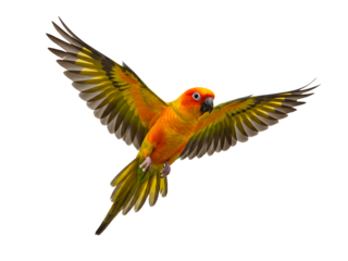 A vivid Sun Conure parrot in full flight, with wings fully spread and radiant feathers glowing in hues of orange, yellow, and green, isolated on a transparent background—ideal for wildlife projects, t