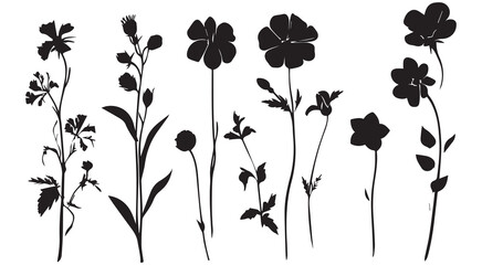 Elegant black silhouettes of wildflowers botanical art