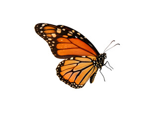 Fototapeta premium Beautiful blue Morpho butterfly perched delicately, isolated on a plain background – symbolizing transformation, hope, and the delicate beauty of nature’s colorful wings.