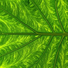 A close-up view showcasing the intricate details of the underside of vibrant green leaves, highlighting their texture, veins, and surrounding foliage.
