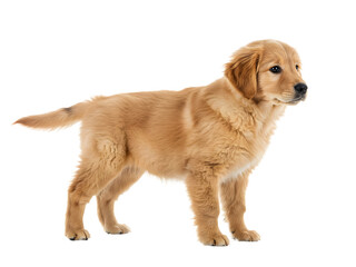A joyful golden retriever puppy isolated on transparent background, captured mid-run with ears flapping and tongue out, showcasing boundless energy and innocence&mdash;ideal for pet-related branding, playfu