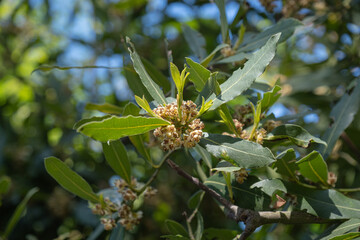 laurel tree. buds, flowers and leaves.