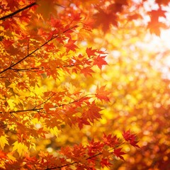 Obraz premium Vibrant Red And Orange Autumn Maple Leaves In Sunlight
