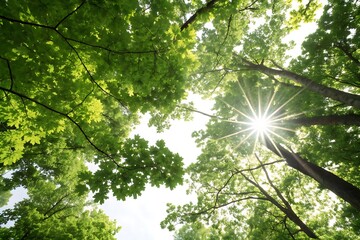 Obraz premium Tree with leaves is in the sun