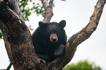 Wet black bear sitting in the crook of a tree