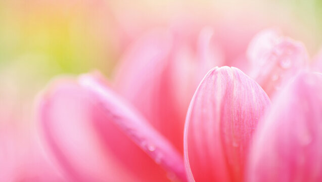 pink tulip closeup