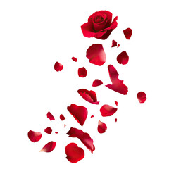 Red rose petals scattered, vibrant